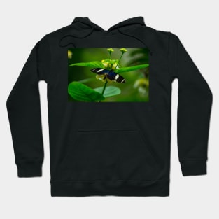 Butterfly. Hoodie